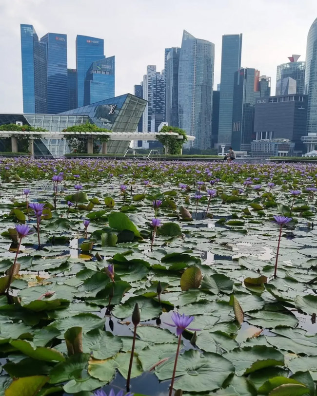Singapore Travel Guide -5